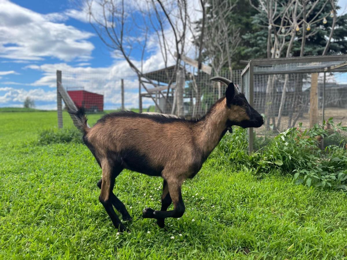 Gite - La Ruee Vers L'Orge Trois-Rivières Kültér fotó